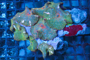wholesale_coral - saltwater_fish saltwater_coral - rare corals - coralsdepot - Corals_Depot - live_corals - eye - catching - coral quality_marine_fish - quality - marine discoun