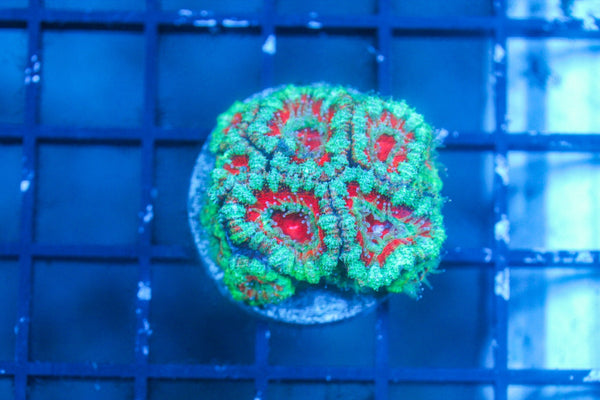 wholesale_coral - saltwater_fish saltwater_coral - rare corals - coralsdepot - Corals_Depot - live_corals - eye - catching - coral quality_marine_fish - quality - marine discoun