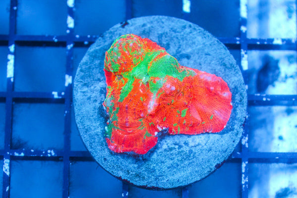 wholesale_coral - saltwater_fish saltwater_coral - rare corals - coralsdepot - Corals_Depot - live_corals - eye - catching - coral quality_marine_fish - quality - marine discoun