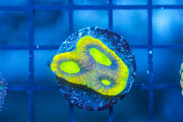 wholesale_coral - saltwater_fish saltwater_coral - rare corals - coralsdepot - Corals_Depot - live_corals - eye - catching - coral quality_marine_fish - quality - marine discoun