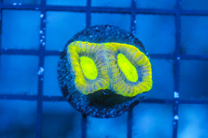 wholesale_coral - saltwater_fish saltwater_coral - rare corals - coralsdepot - Corals_Depot - live_corals - eye - catching - coral quality_marine_fish - quality - marine discoun