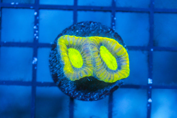 wholesale_coral - saltwater_fish saltwater_coral - rare corals - coralsdepot - Corals_Depot - live_corals - eye - catching - coral quality_marine_fish - quality - marine discoun