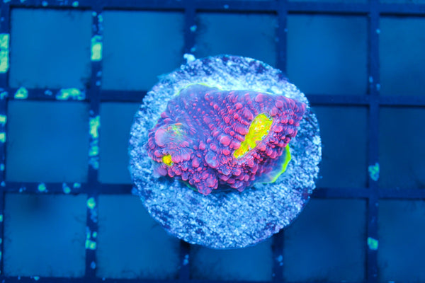 wholesale_coral - saltwater_fish saltwater_coral - rare corals - coralsdepot - Corals_Depot - live_corals - eye - catching - coral quality_marine_fish - quality - marine discoun