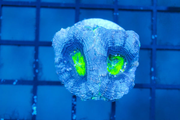 wholesale_coral - saltwater_fish saltwater_coral - rare corals - coralsdepot - Corals_Depot - live_corals - eye - catching - coral quality_marine_fish - quality - marine discoun