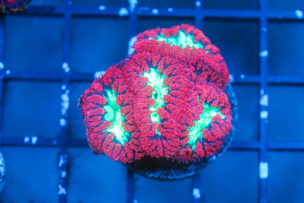 wholesale_coral - saltwater_fish saltwater_coral - rare corals - coralsdepot - Corals_Depot - live_corals - eye - catching - coral quality_marine_fish - quality - marine discoun