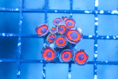 wholesale_coral - saltwater_fish saltwater_coral - rare corals - coralsdepot - Corals_Depot - live_corals - eye - catching - coral quality_marine_fish - quality - marine discoun