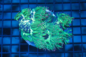 wholesale_coral - saltwater_fish saltwater_coral - rare corals - coralsdepot - Corals_Depot - live_corals - eye - catching - coral quality_marine_fish - quality - marine discoun