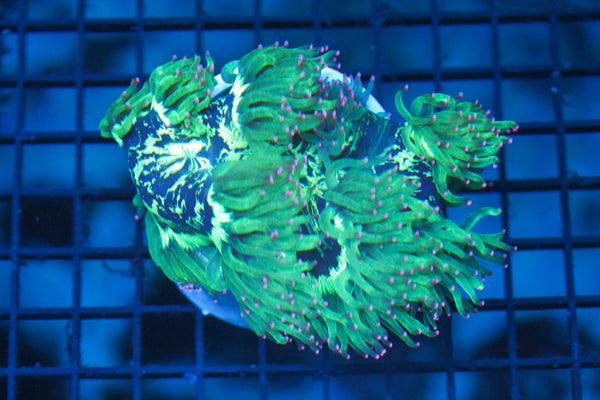 wholesale_coral - saltwater_fish saltwater_coral - rare corals - coralsdepot - Corals_Depot - live_corals - eye - catching - coral quality_marine_fish - quality - marine discoun