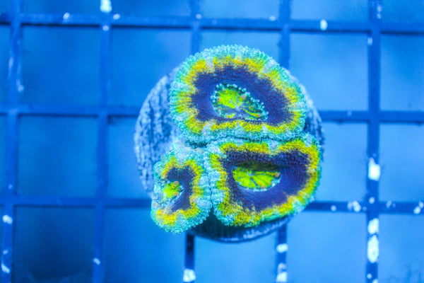 wholesale_coral - saltwater_fish saltwater_coral - rare corals - coralsdepot - Corals_Depot - live_corals - eye - catching - coral quality_marine_fish - quality - marine discoun