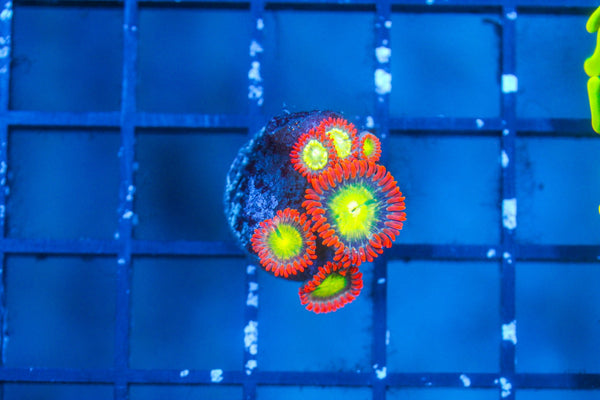 wholesale_coral - saltwater_fish saltwater_coral - rare corals - coralsdepot - Corals_Depot - live_corals - eye - catching - coral quality_marine_fish - quality - marine discoun