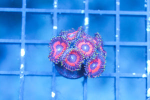 wholesale_coral - saltwater_fish saltwater_coral - rare corals - coralsdepot - Corals_Depot - live_corals - eye - catching - coral quality_marine_fish - quality - marine discoun