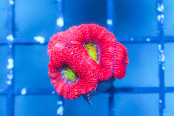 wholesale_coral - saltwater_fish saltwater_coral - rare corals - coralsdepot - Corals_Depot - live_corals - eye - catching - coral quality_marine_fish - quality - marine discoun