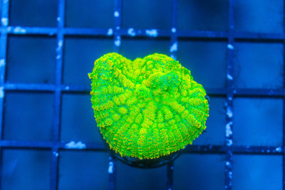 wholesale_coral - saltwater_fish saltwater_coral - rare corals - coralsdepot - Corals_Depot - live_corals - eye - catching - coral quality_marine_fish - quality - marine discoun