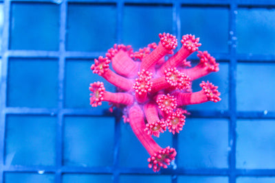 wholesale_coral - saltwater_fish saltwater_coral - rare corals - coralsdepot - Corals_Depot - live_corals - eye - catching - coral quality_marine_fish - quality - marine discoun