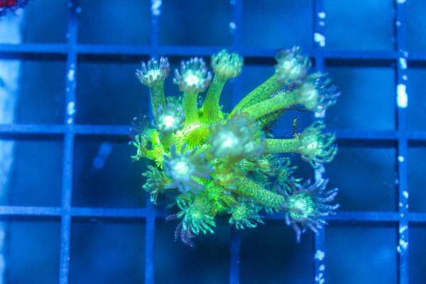 wholesale_coral - saltwater_fish saltwater_coral - rare corals - coralsdepot - Corals_Depot - live_corals - eye - catching - coral quality_marine_fish - quality - marine discoun