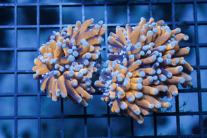wholesale_coral - saltwater_fish saltwater_coral - rare corals - coralsdepot - Corals_Depot - live_corals - eye - catching - coral quality_marine_fish - quality - marine discoun