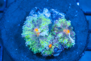 wholesale_coral - saltwater_fish saltwater_coral - rare corals - coralsdepot - Corals_Depot - live_corals - eye - catching - coral quality_marine_fish - quality - marine discoun