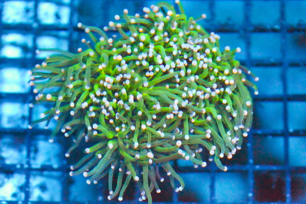 wholesale_coral - saltwater_fish saltwater_coral - rare corals - coralsdepot - Corals_Depot - live_corals - eye - catching - coral quality_marine_fish - quality - marine discoun