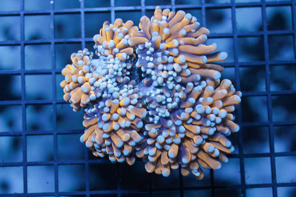 wholesale_coral - saltwater_fish saltwater_coral - rare corals - coralsdepot - Corals_Depot - live_corals - eye - catching - coral quality_marine_fish - quality - marine discoun