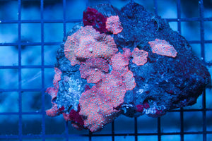 wholesale_coral - saltwater_fish saltwater_coral - rare corals - coralsdepot - Corals_Depot - live_corals - eye - catching - coral quality_marine_fish - quality - marine discoun