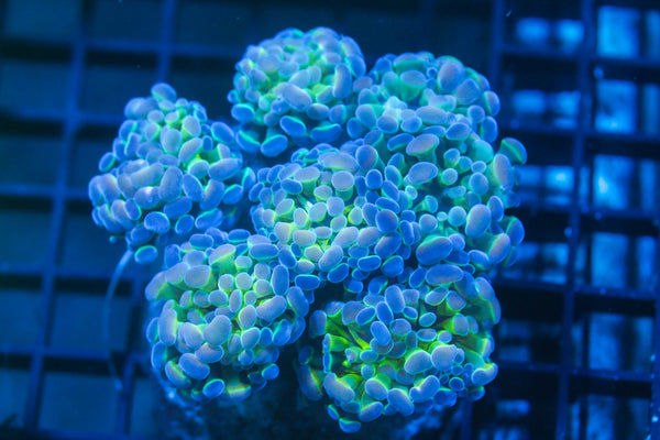 wholesale_coral - saltwater_fish saltwater_coral - rare corals - coralsdepot - Corals_Depot - live_corals - eye - catching - coral quality_marine_fish - quality - marine discoun
