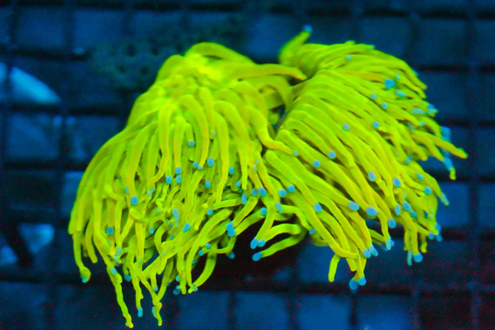 wholesale_coral - saltwater_fish saltwater_coral - rare corals - coralsdepot - Corals_Depot - live_corals - eye - catching - coral quality_marine_fish - quality - marine discoun