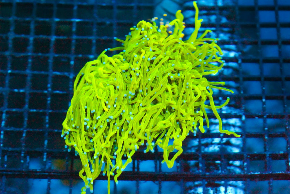 wholesale_coral - saltwater_fish saltwater_coral - rare corals - coralsdepot - Corals_Depot - live_corals - eye - catching - coral quality_marine_fish - quality - marine discoun