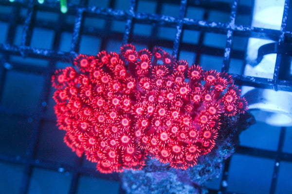 wholesale_coral - saltwater_fish saltwater_coral - rare corals - coralsdepot - Corals_Depot - live_corals - eye - catching - coral quality_marine_fish - quality - marine discoun