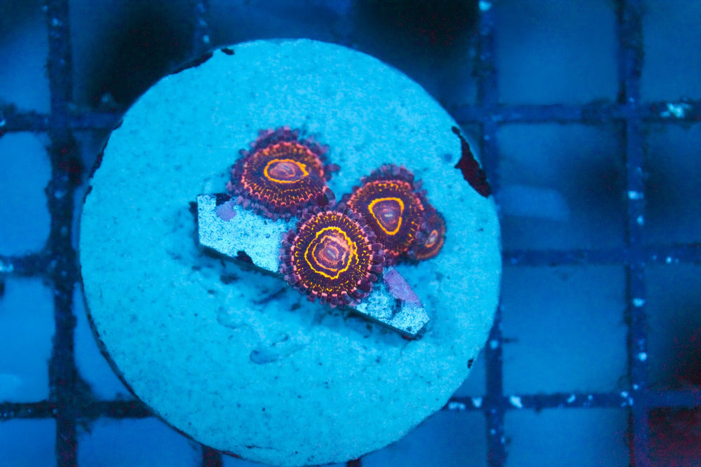 wholesale_coral - saltwater_fish saltwater_coral - rare corals - coralsdepot - Corals_Depot - live_corals - eye - catching - coral quality_marine_fish - quality - marine discoun