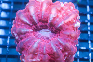 wholesale_coral - saltwater_fish saltwater_coral - rare corals - coralsdepot - Corals_Depot - live_corals - eye - catching - coral quality_marine_fish - quality - marine discoun