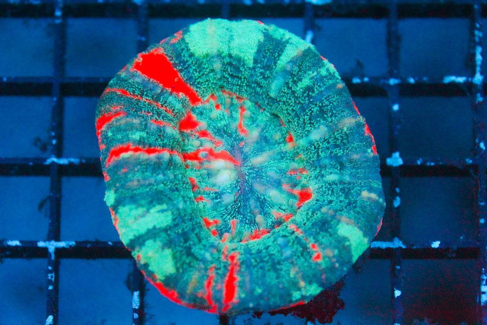 wholesale_coral - saltwater_fish saltwater_coral - rare corals - coralsdepot - Corals_Depot - live_corals - eye - catching - coral quality_marine_fish - quality - marine discoun