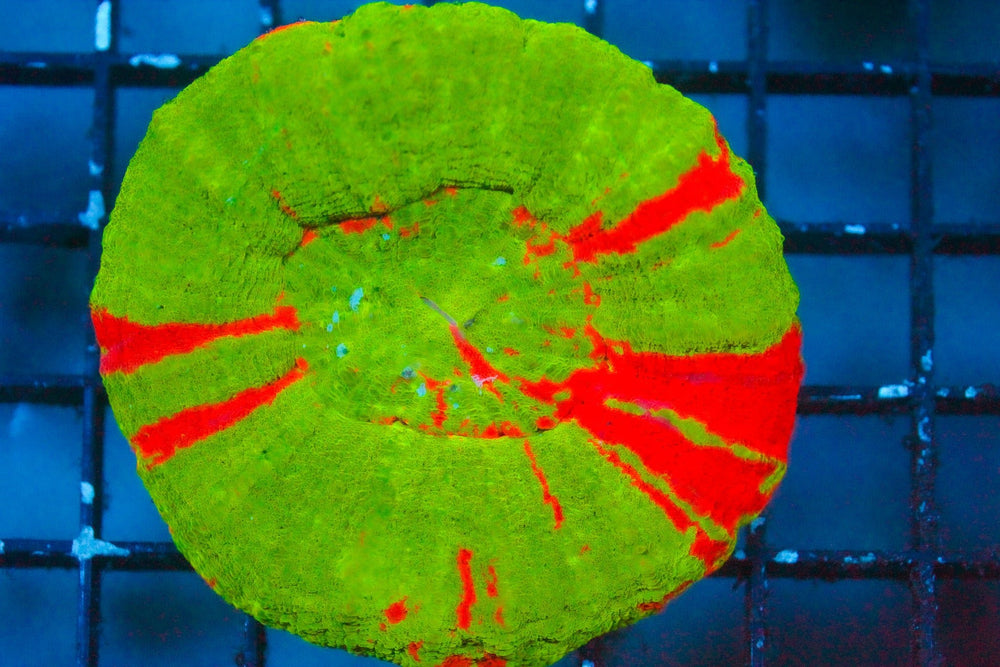 wholesale_coral - saltwater_fish saltwater_coral - rare corals - coralsdepot - Corals_Depot - live_corals - eye - catching - coral quality_marine_fish - quality - marine discoun