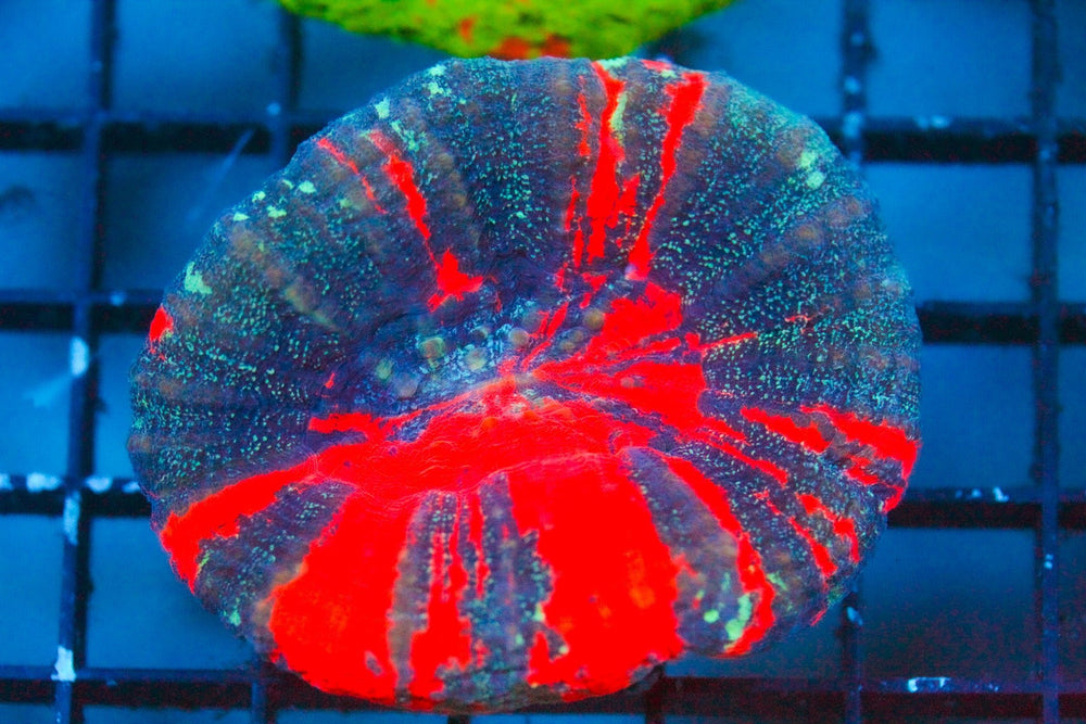 wholesale_coral - saltwater_fish saltwater_coral - rare corals - coralsdepot - Corals_Depot - live_corals - eye - catching - coral quality_marine_fish - quality - marine discoun