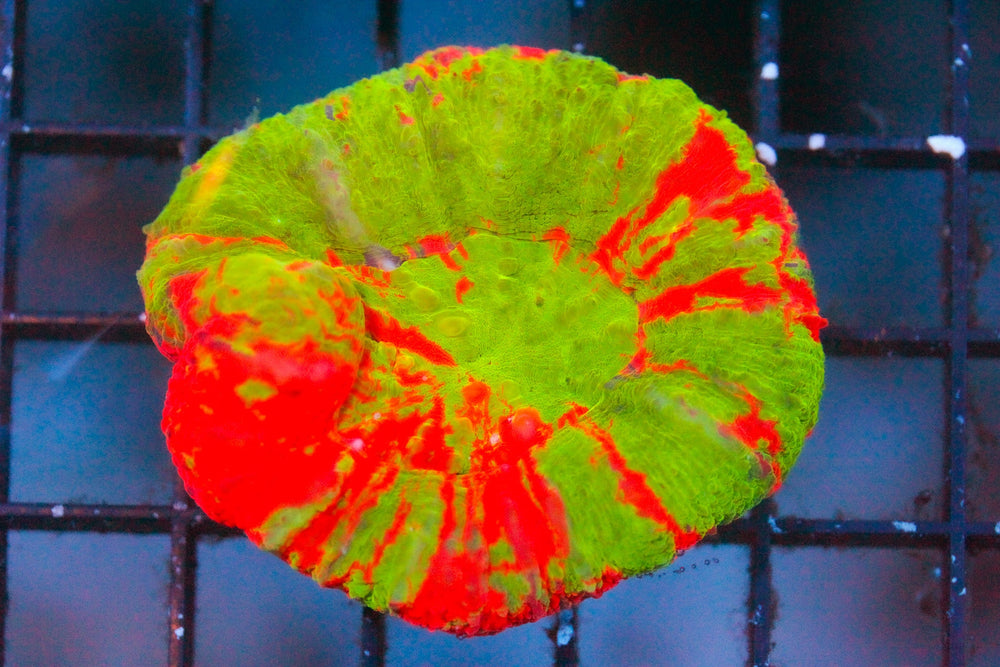 wholesale_coral - saltwater_fish saltwater_coral - rare corals - coralsdepot - Corals_Depot - live_corals - eye - catching - coral quality_marine_fish - quality - marine discoun