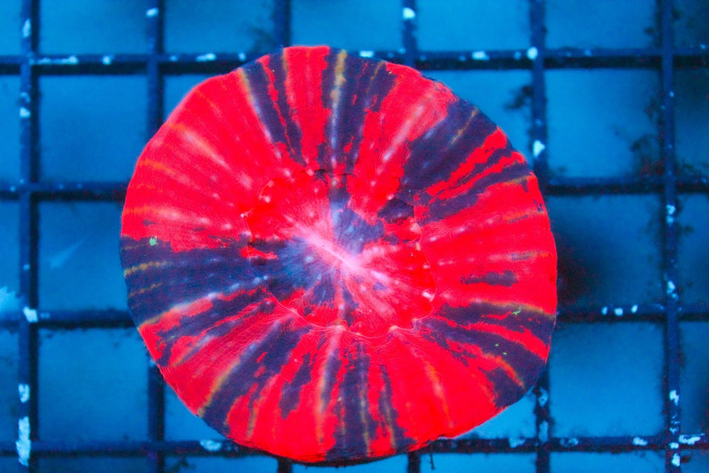 wholesale_coral - saltwater_fish saltwater_coral - rare corals - coralsdepot - Corals_Depot - live_corals - eye - catching - coral quality_marine_fish - quality - marine discoun