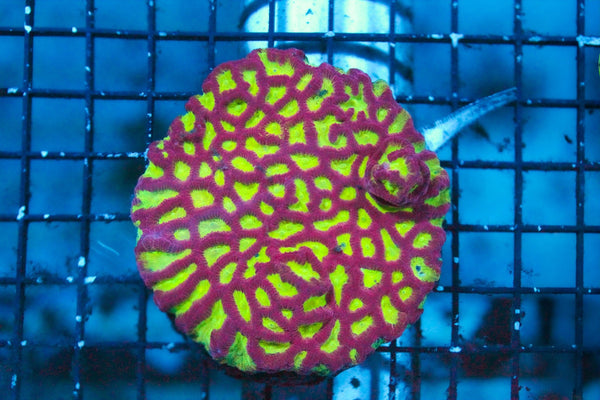 Favia Coral care guide