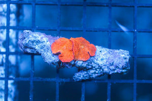 wholesale_coral - saltwater_fish saltwater_coral - rare corals - coralsdepot - Corals_Depot - live_corals - eye - catching - coral quality_marine_fish - quality - marine discoun