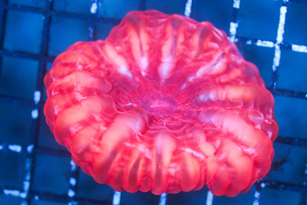 wholesale_coral - saltwater_fish saltwater_coral - rare corals - coralsdepot - Corals_Depot - live_corals - eye - catching - coral quality_marine_fish - quality - marine discoun