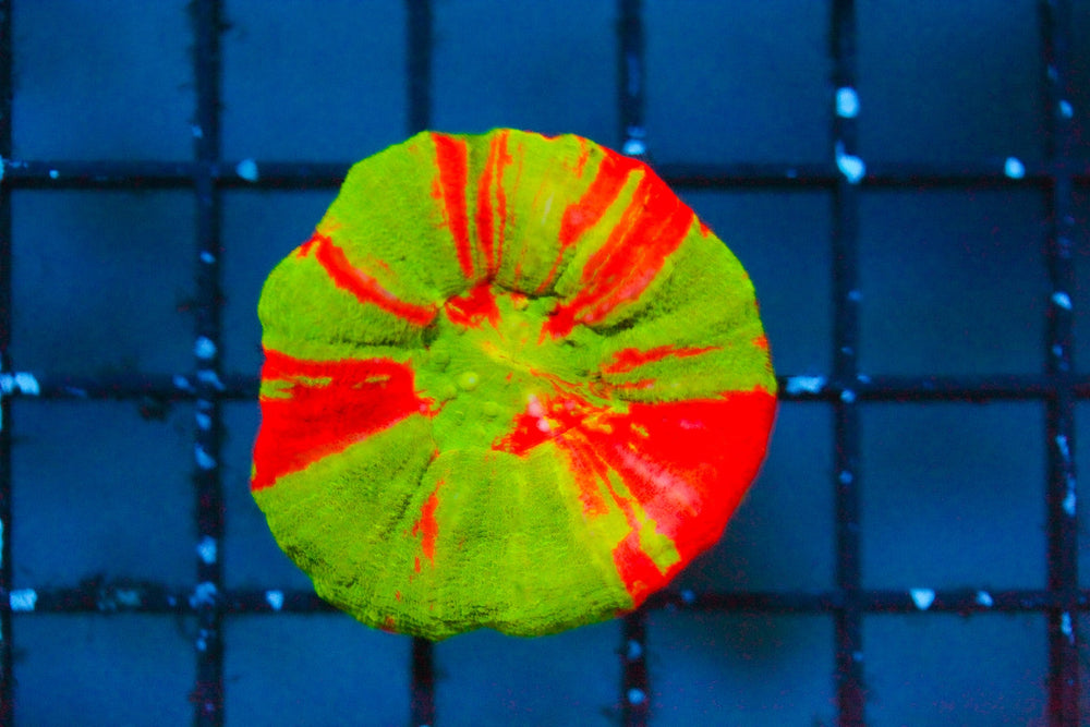 wholesale_coral - saltwater_fish saltwater_coral - rare corals - coralsdepot - Corals_Depot - live_corals - eye - catching - coral quality_marine_fish - quality - marine discoun