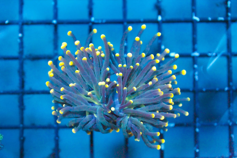 wholesale_coral - saltwater_fish saltwater_coral - rare corals - coralsdepot - Corals_Depot - live_corals - eye - catching - coral quality_marine_fish - quality - marine discoun