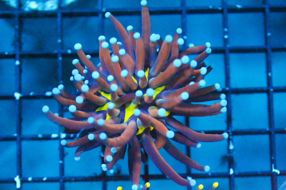 wholesale_coral - saltwater_fish saltwater_coral - rare corals - coralsdepot - Corals_Depot - live_corals - eye - catching - coral quality_marine_fish - quality - marine discoun