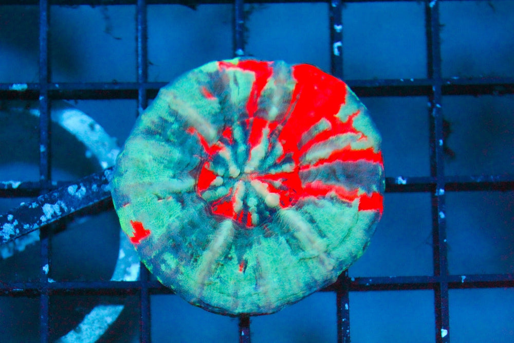 wholesale_coral - saltwater_fish saltwater_coral - rare corals - coralsdepot - Corals_Depot - live_corals - eye - catching - coral quality_marine_fish - quality - marine discoun