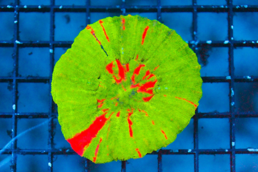 wholesale_coral - saltwater_fish saltwater_coral - rare corals - coralsdepot - Corals_Depot - live_corals - eye - catching - coral quality_marine_fish - quality - marine discoun