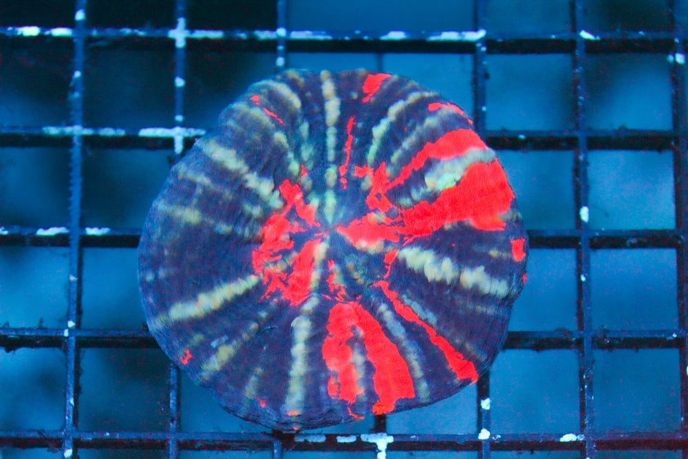 wholesale_coral - saltwater_fish saltwater_coral - rare corals - coralsdepot - Corals_Depot - live_corals - eye - catching - coral quality_marine_fish - quality - marine discoun