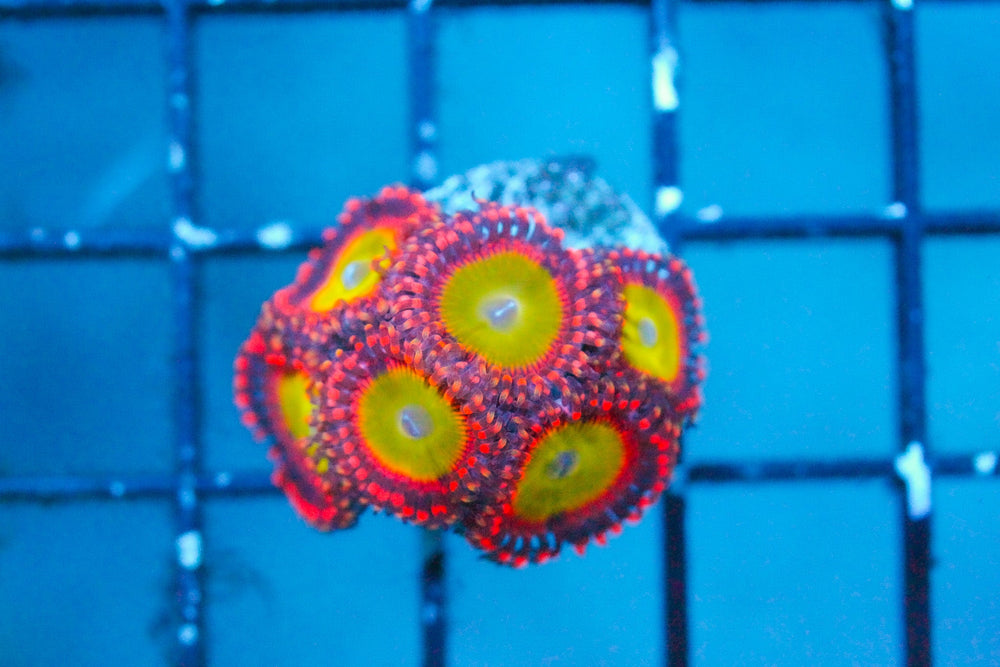 wholesale_coral - saltwater_fish saltwater_coral - rare corals - coralsdepot - Corals_Depot - live_corals - eye - catching - coral quality_marine_fish - quality - marine discoun