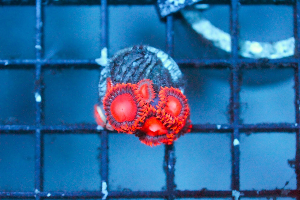 wholesale_coral - saltwater_fish saltwater_coral - rare corals - coralsdepot - Corals_Depot - live_corals - eye - catching - coral quality_marine_fish - quality - marine discoun