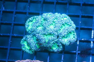 wholesale_coral - saltwater_fish saltwater_coral - rare corals - coralsdepot - Corals_Depot - live_corals - eye - catching - coral quality_marine_fish - quality - marine discoun