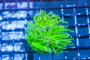 wholesale_coral - saltwater_fish saltwater_coral - rare corals - coralsdepot - Corals_Depot - live_corals - eye - catching - coral quality_marine_fish - quality - marine discoun