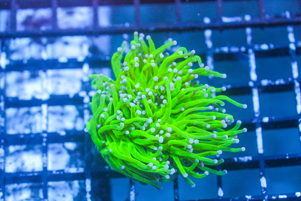 wholesale_coral - saltwater_fish saltwater_coral - rare corals - coralsdepot - Corals_Depot - live_corals - eye - catching - coral quality_marine_fish - quality - marine discoun