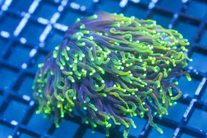 wholesale_coral - saltwater_fish saltwater_coral - rare corals - coralsdepot - Corals_Depot - live_corals - eye - catching - coral quality_marine_fish - quality - marine discoun